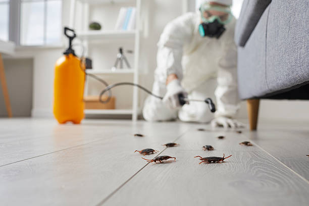 Post-Treatment Bed Bug Interceptor Monitoring in Powderly